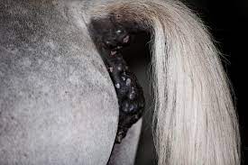 melanoma on a horses anus