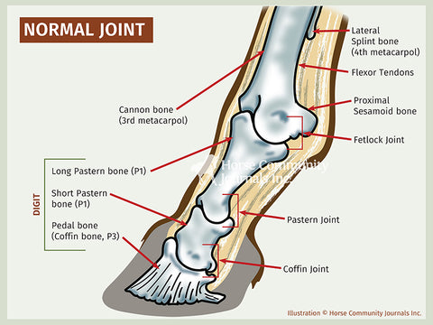 A horse with healthy joints, supported by joint supplements