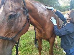 A veterinarian examining a horse with rain scald