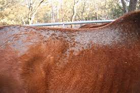 A horse with rain scald on its skin
