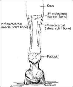 splint bone diagram