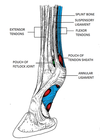 an image of tendinous windgalls on horses