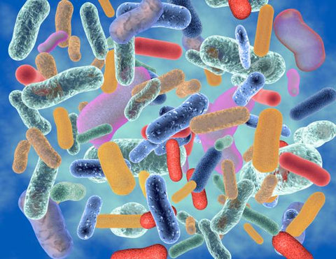 microbiota.Bacteria de colores de diferentes tamaños.