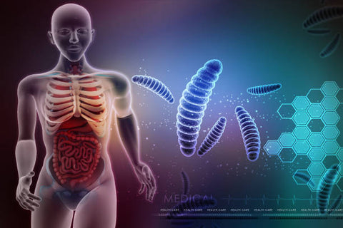 microbiota. Imagen del sistema digestivo del cuerpo y una bacteria a lado.