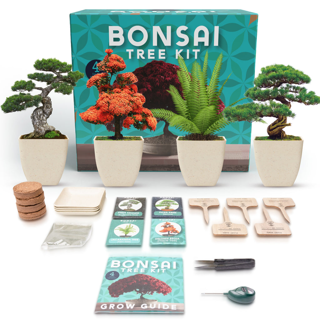 https://cdn.shopify.com/s/files/1/0562/1524/0874/products/Bonsai-Kit-1_1_1024x1024.jpg?v=1671052244