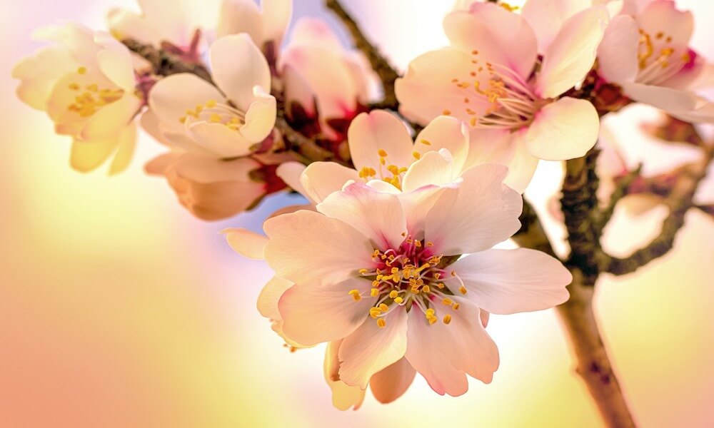 『アーモンドの花』と『桜の花』の見分け方