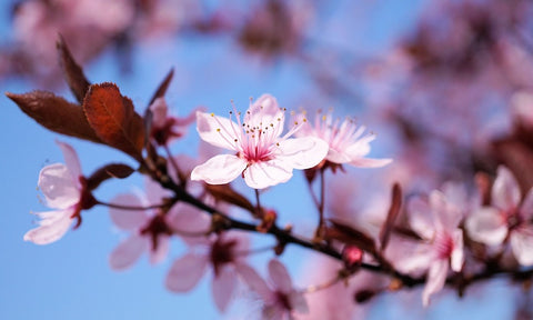 桜の花