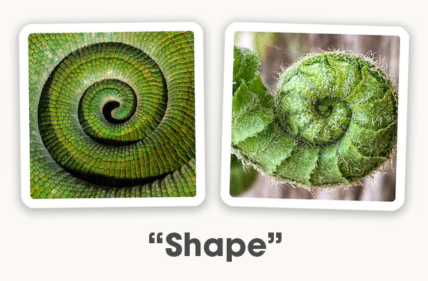 A fern and a lizard tail in spiral formation.