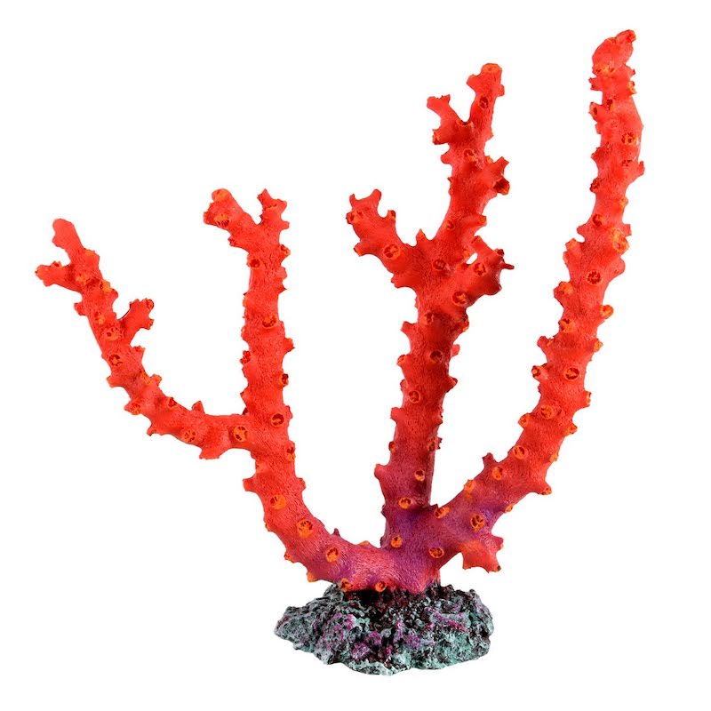 Fire Red Gorgonian Coral — Aquariumproducts.ca