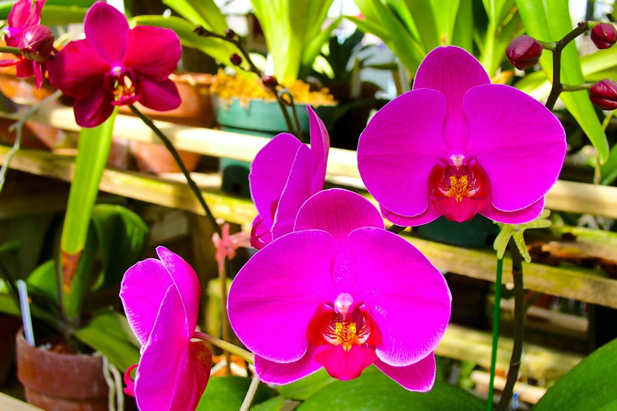 Como cuidar las orquídeas dentro de casa – Orquídeas Mara