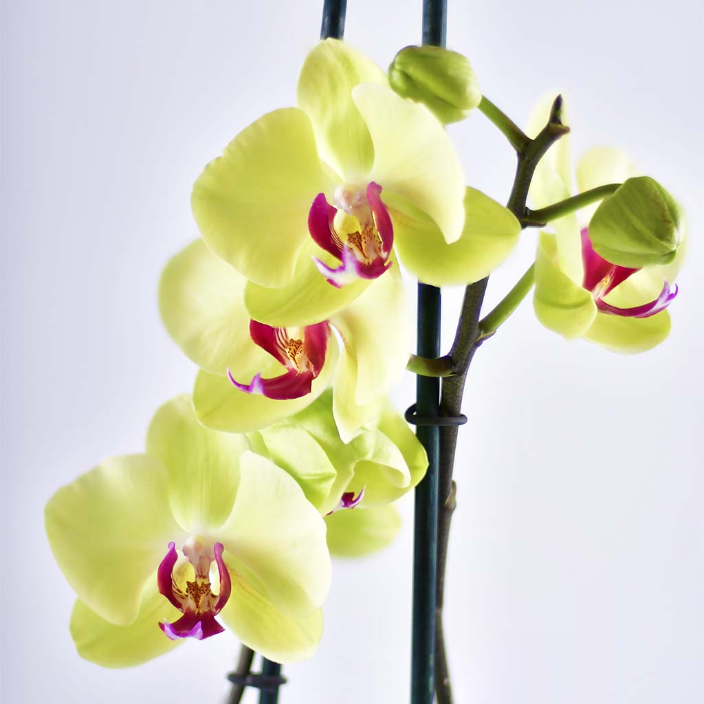 Orquídea Grande Angelina – Orquídeas Mara