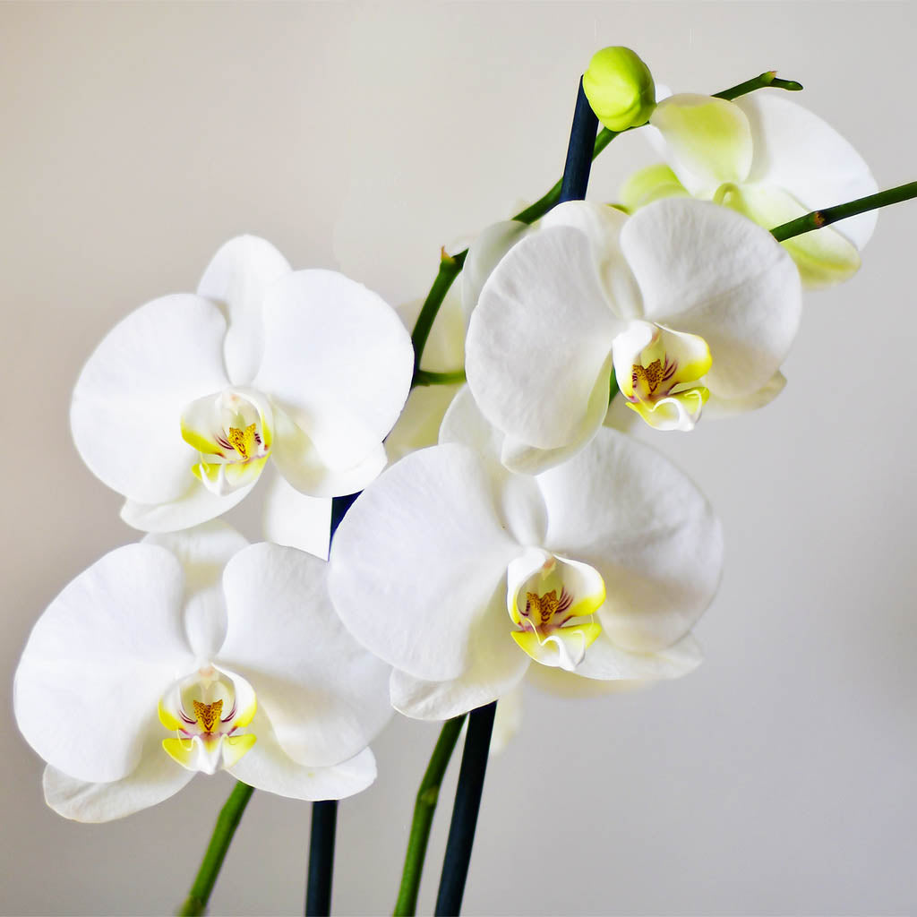 Orquídea Blanca Grande – Orquídeas Mara
