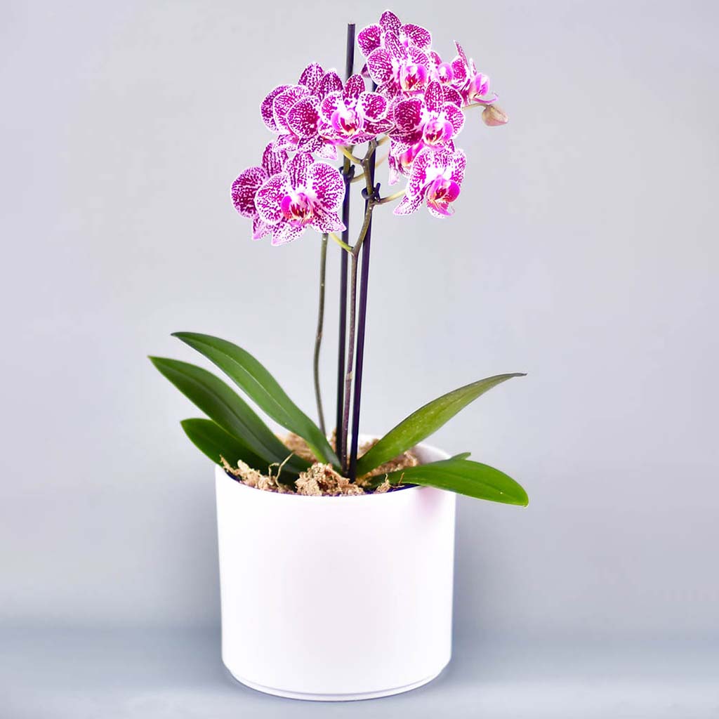 Arreglo orquídea multiflora burdeo-blanca – Orquídeas Mara