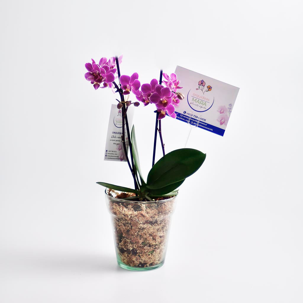 Arreglo orquídea multiflora fucsia – Orquídeas Mara