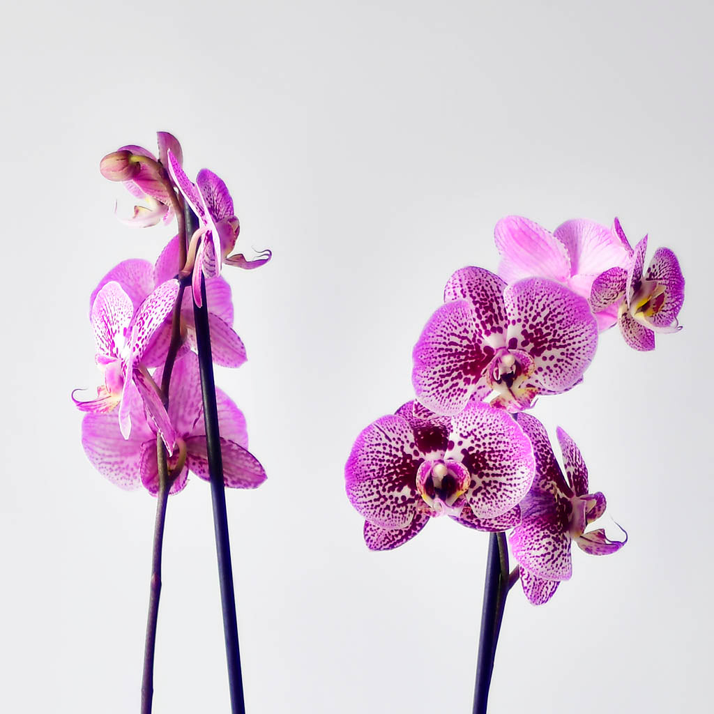 Orquídea Grande Melissa – Orquídeas Mara