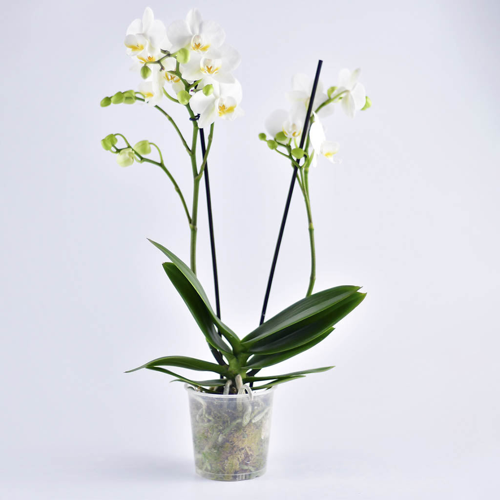 Orquídea Multiflora Blanca – Orquídeas Mara