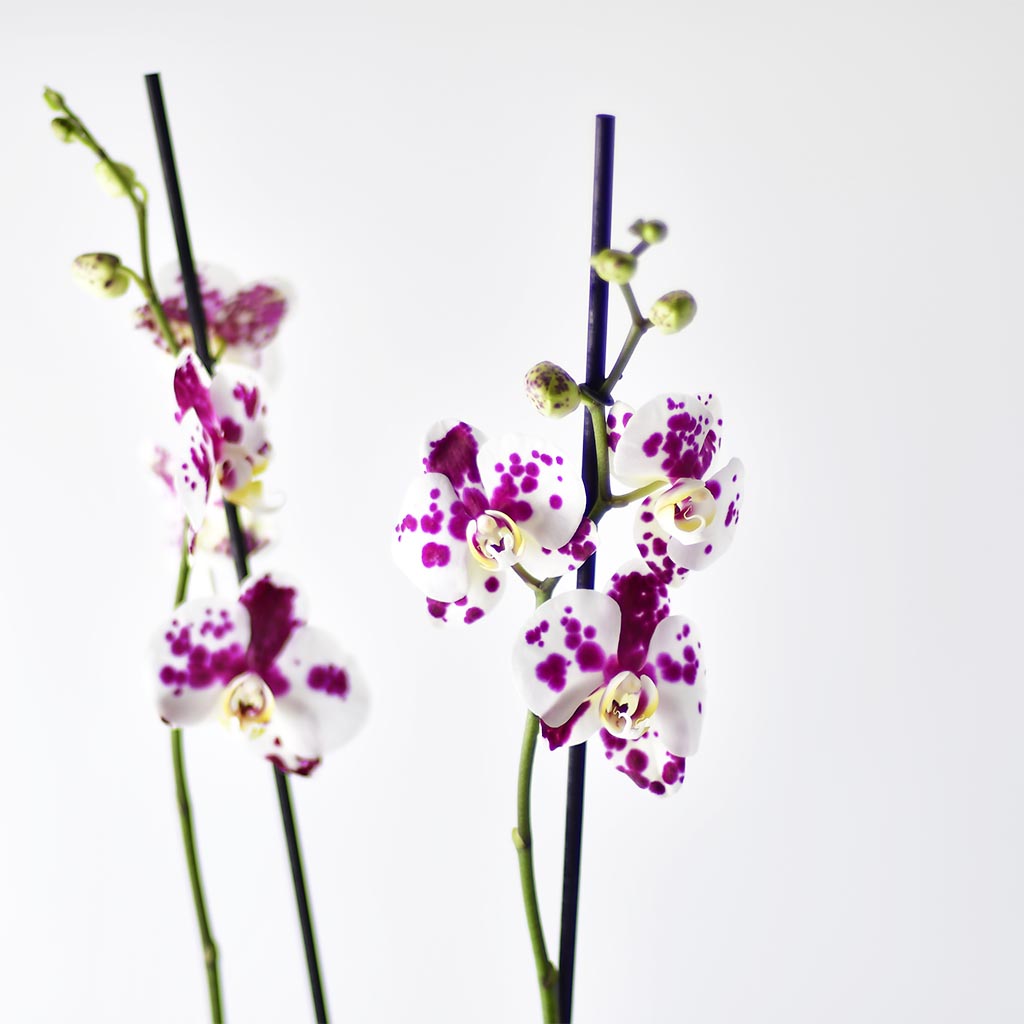 Orquídea Grande Eva – Orquídeas Mara