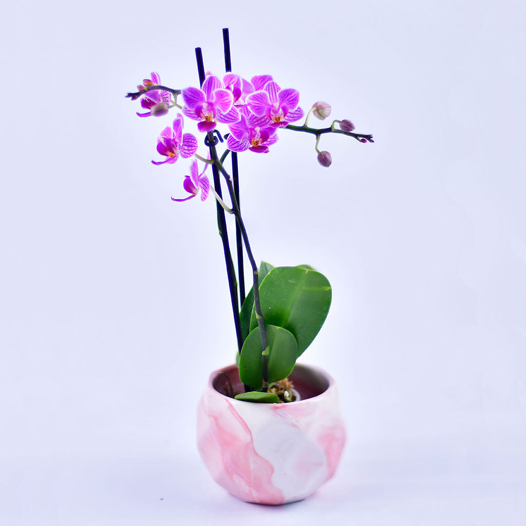 Mini Orquídea Fucsia – Orquídeas Mara