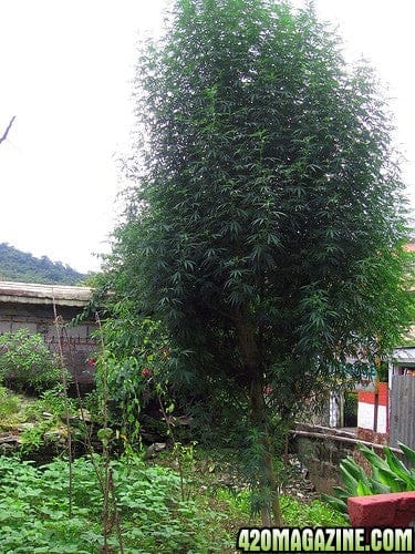  Giant Nepalese Landrace Cannabis