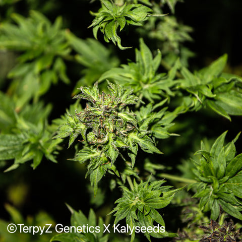 ABC Australian Bastard Cannabis "Bindi Weed"