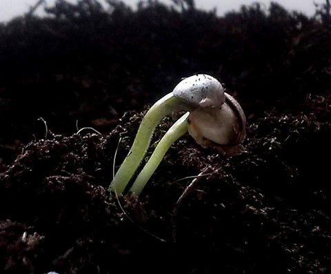 Twin Seedlings in Cannabis