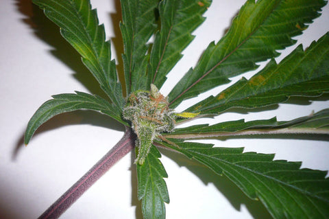 Cannabis Leaf Buds