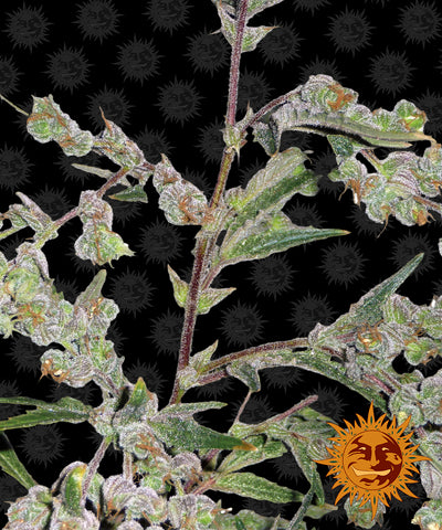 Stringy Cannabis (Dr.Grinspoon)