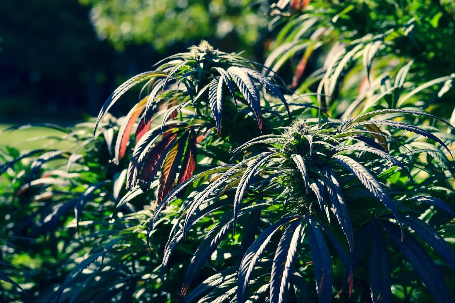 Outdoor Cannabis Cultivation 