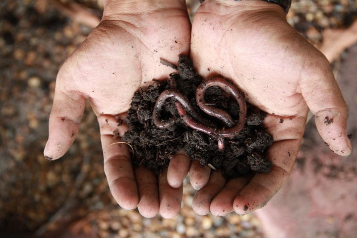 WHAT ARE THE BENEFITS OF REDBUD SOIL'S NOTILL LIVING SOILS™ PRODUCTS