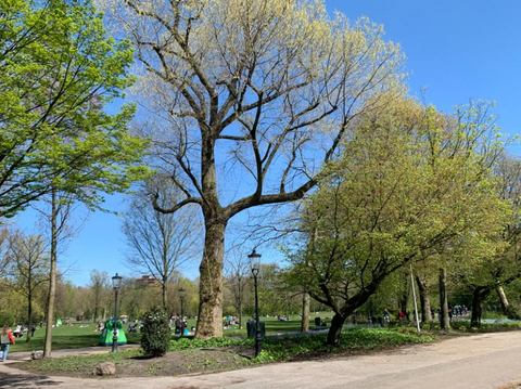 Oosterpark in spring