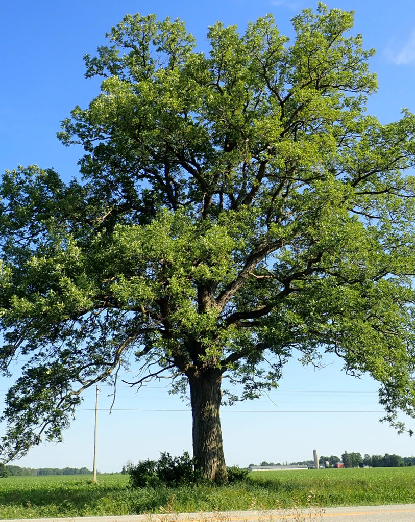 quercus macrocarpa flowers