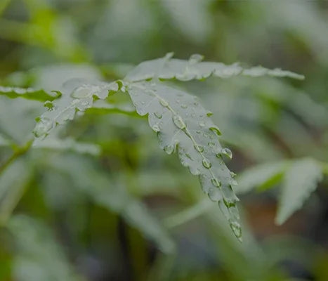 Man sieht eine Nahaufnahme eines grünen, zarten Neem-Blatts. Dieses ist mit Wassertropfen übersäht.