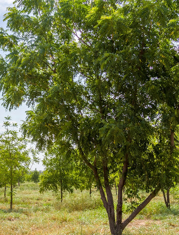 Man sieht einen großen Neem Baum mit grünen Blättern auf einem Feld.