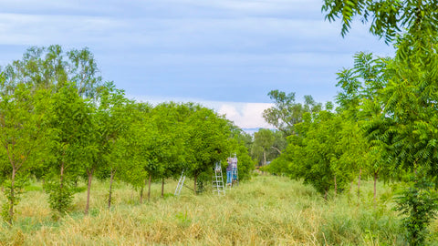 Récolte des arbres de neem à la ferme du Paraguay