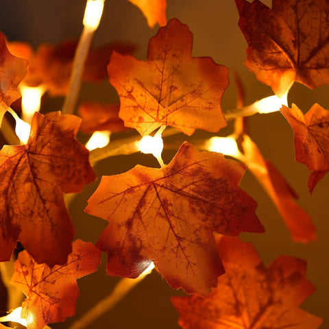 Maple Lamp