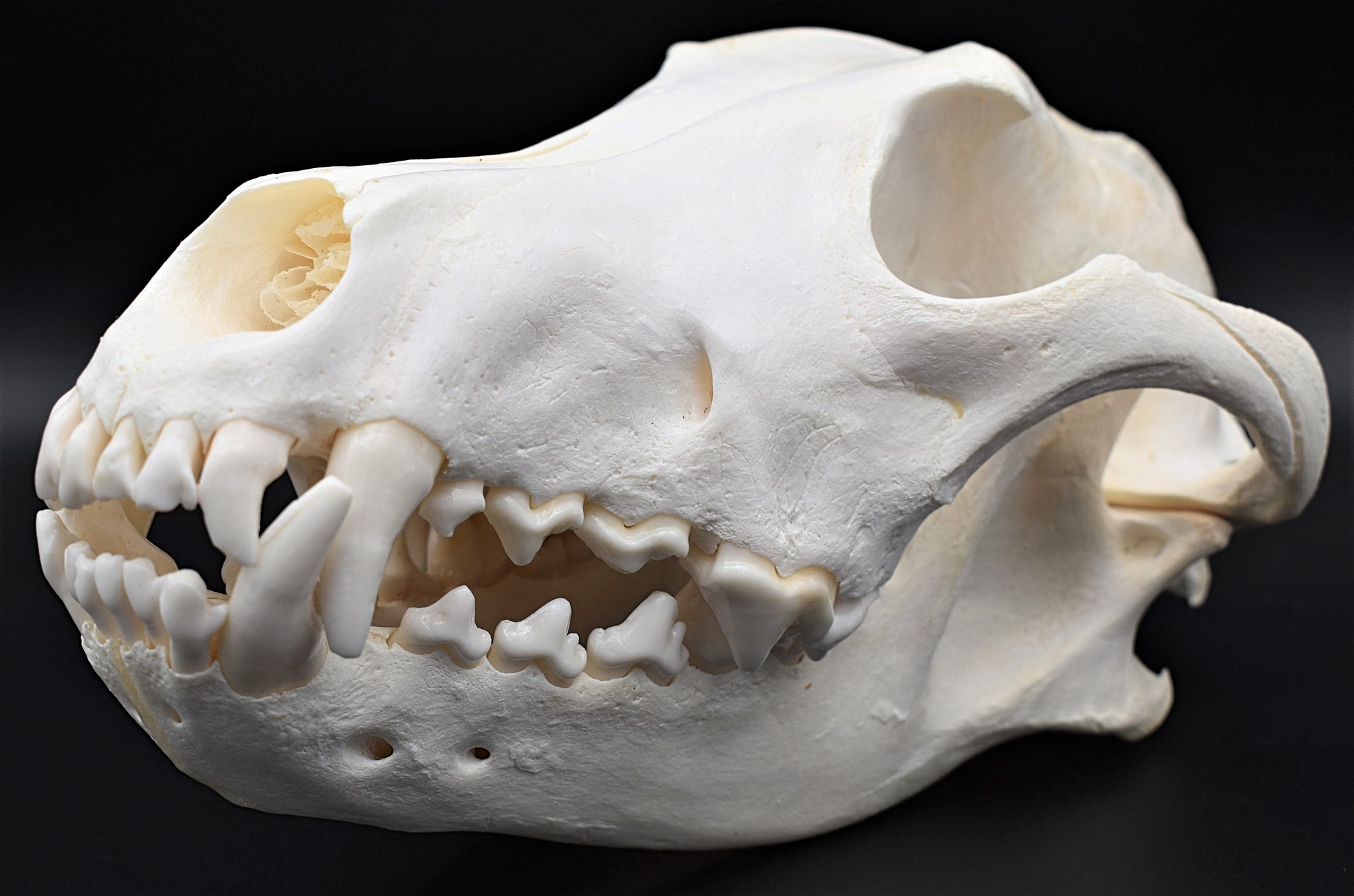 wolf skull measurements