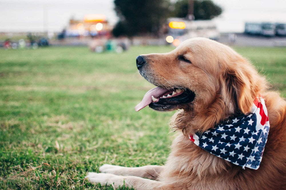 are dog bandanas safe