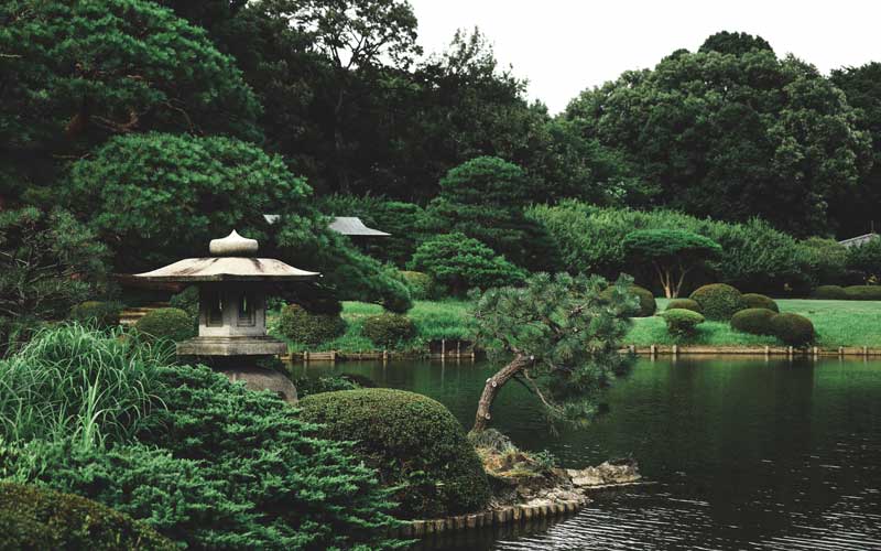Jardin japonais verdoyant
