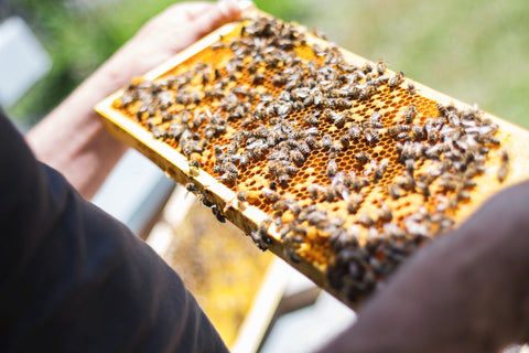 Bees on Honeycomb