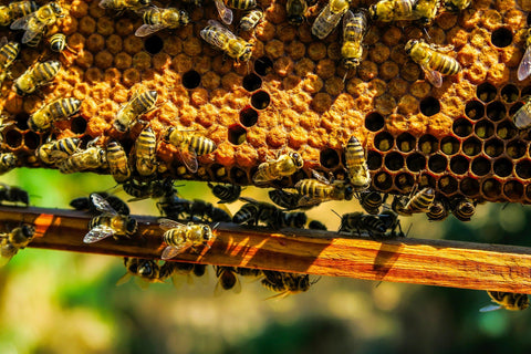 Bees on honeycomb