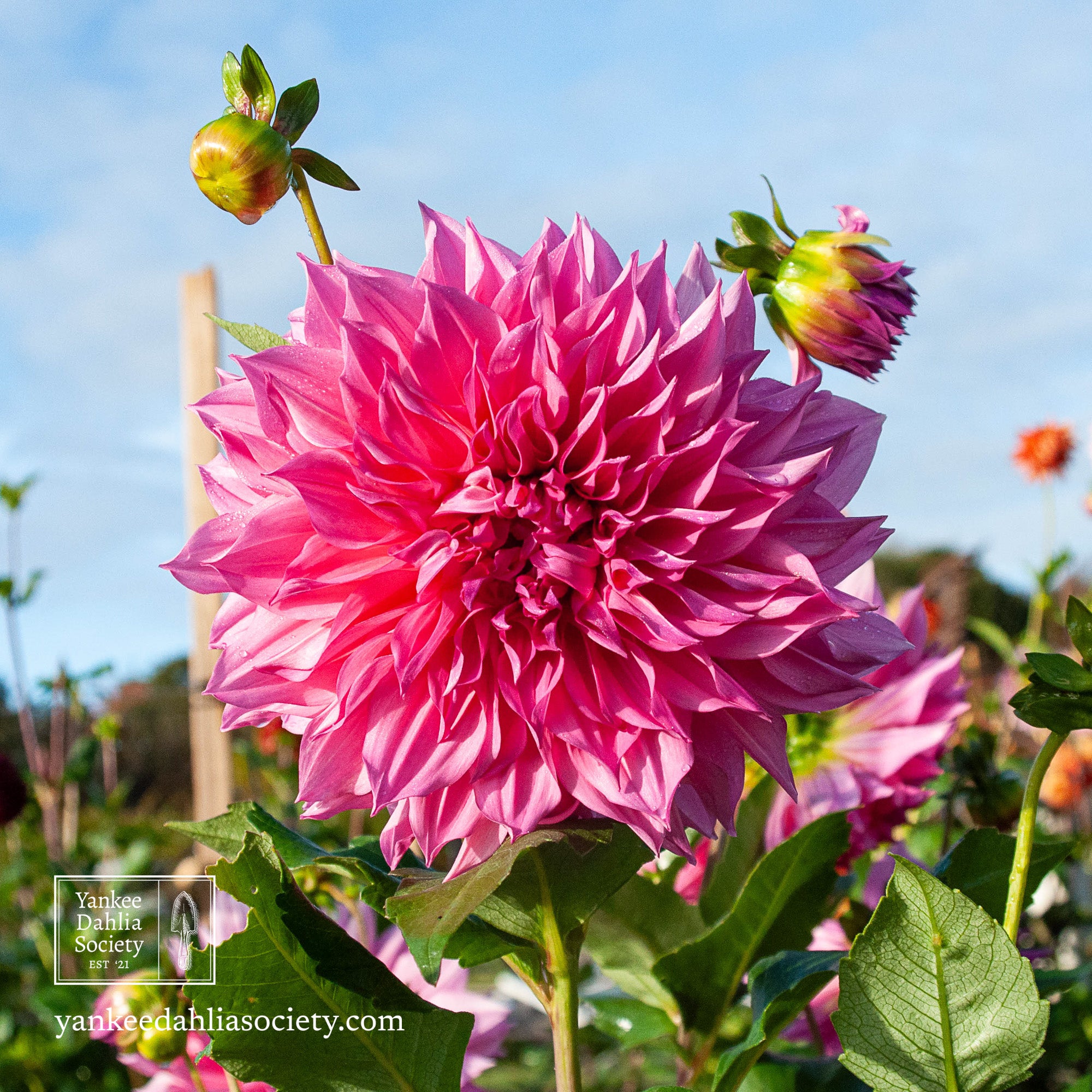 Product image - Cafe Au Lait Rose