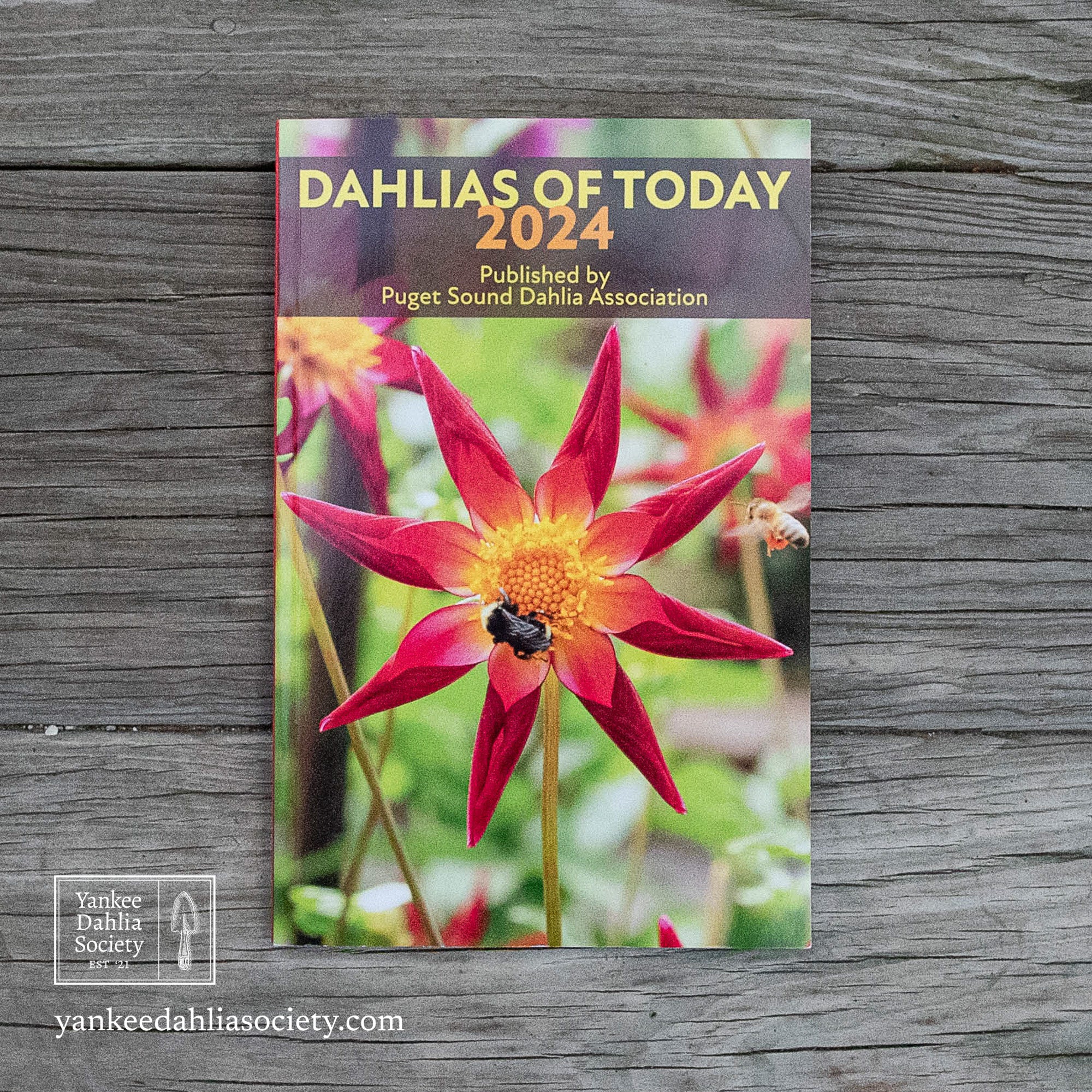 Product image - Dahlias of Today: 2024