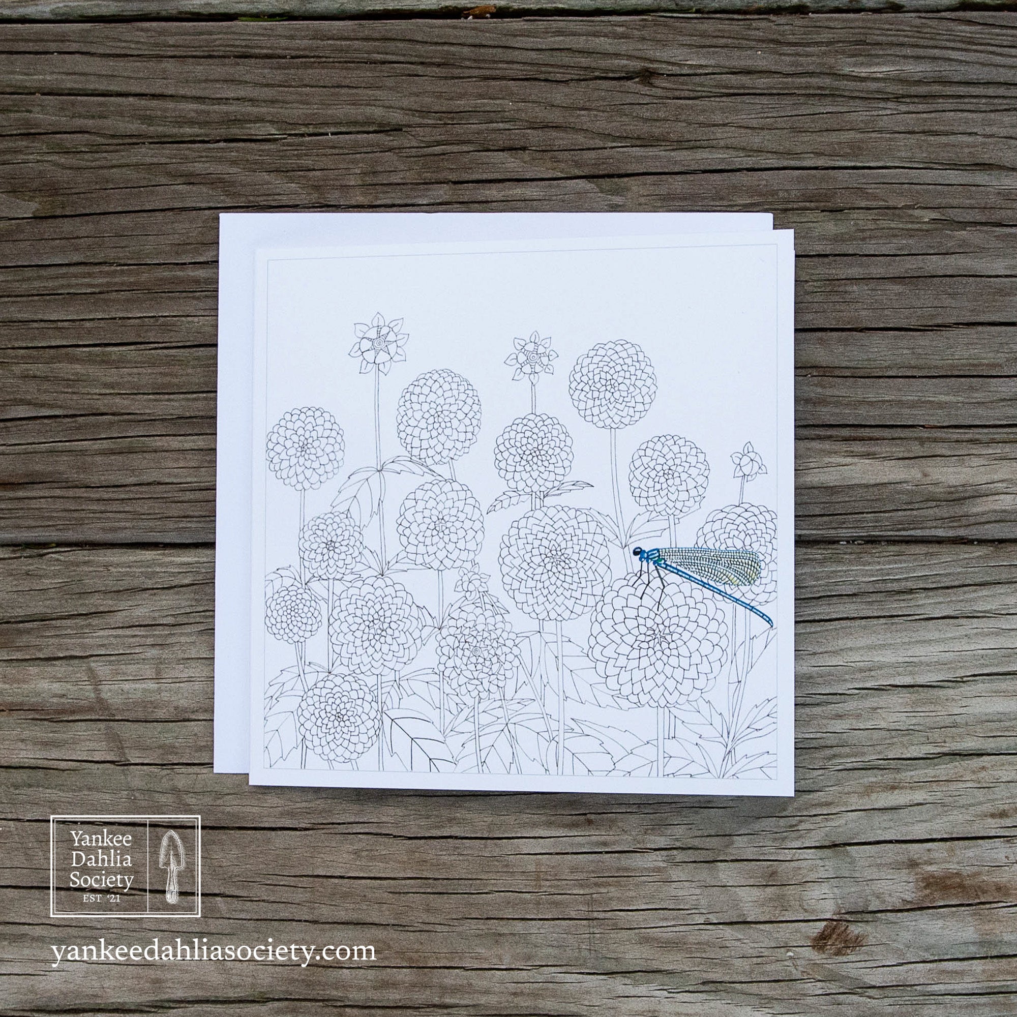 Product image - 6" Card:  Dahlias & A Dragonfly