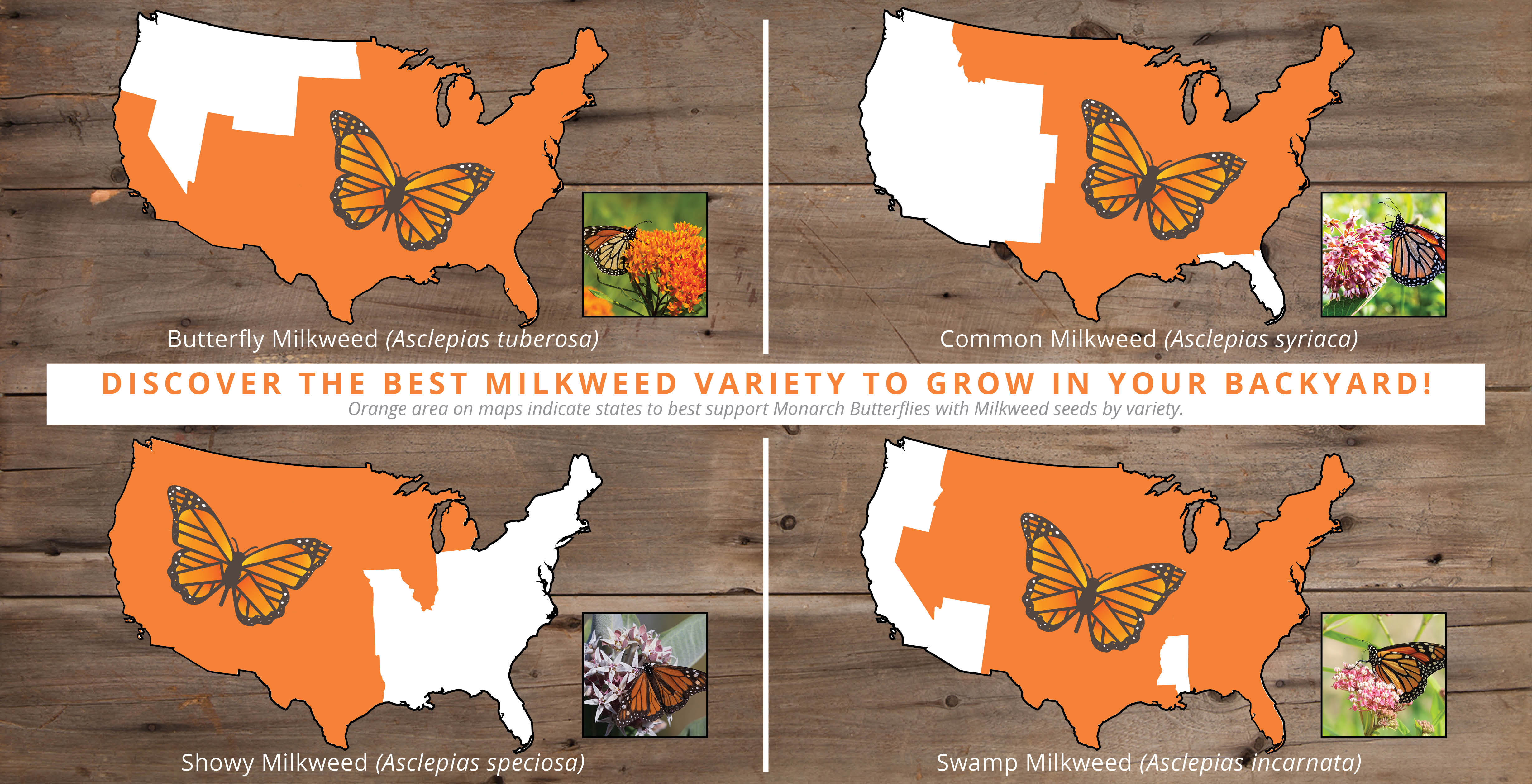 Discover the best Milkweed variety to grow in your backyard! Orange area on maps indicate states to best support Monarch Butterflies with Milkweed seeds by variety. Butterfly Milkweed (Asclepias tuberosa), Common Milkweed (Asclepias syriaca), Showy Milkweed (Asclepias speciosa), and Swamp Milkweed (Asclepias incarnata)