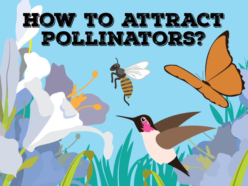 How to attract pollinators?