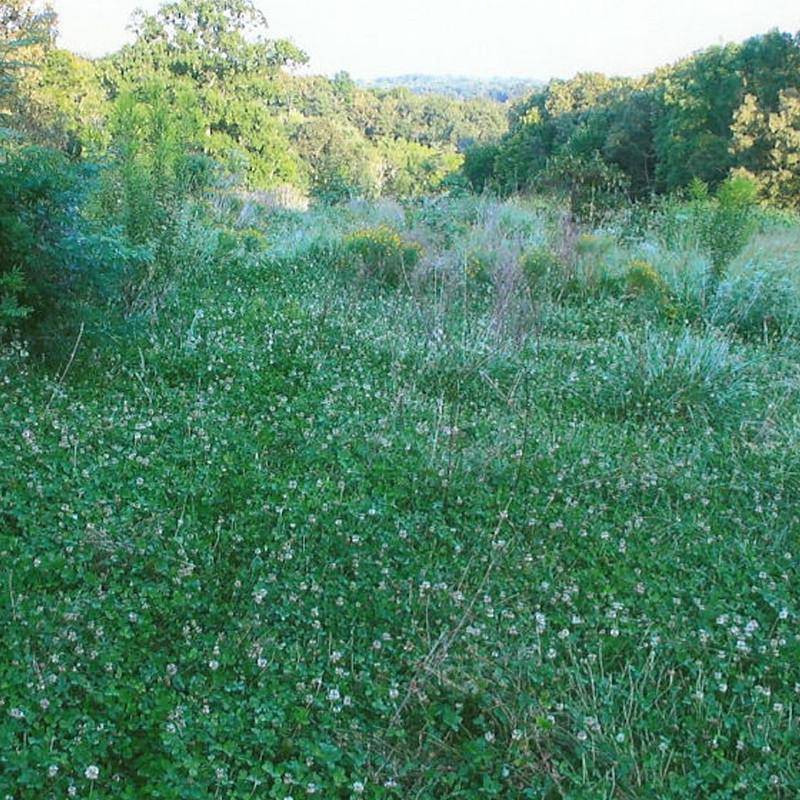 do deer like jumbo 2 white clover