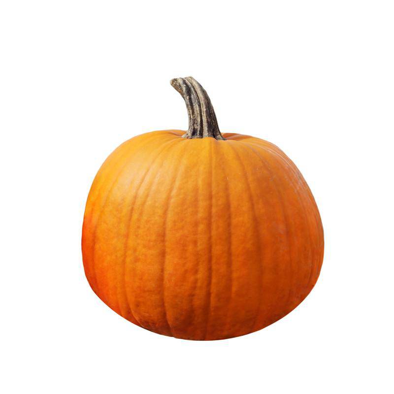 Jack O Lantern Pumpkin Seeds Bulk Bentley Seeds