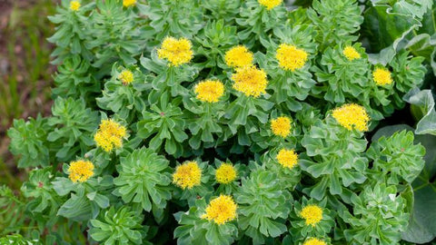 Rhodiola Herb Anxiety & Mental Health: 5 herbs with potential to help | Vita Herbal Nutrition