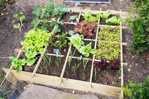 Square Foot Gardening