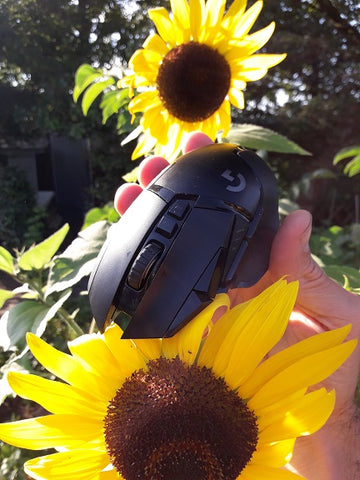 Maus mit Sonnenblumen